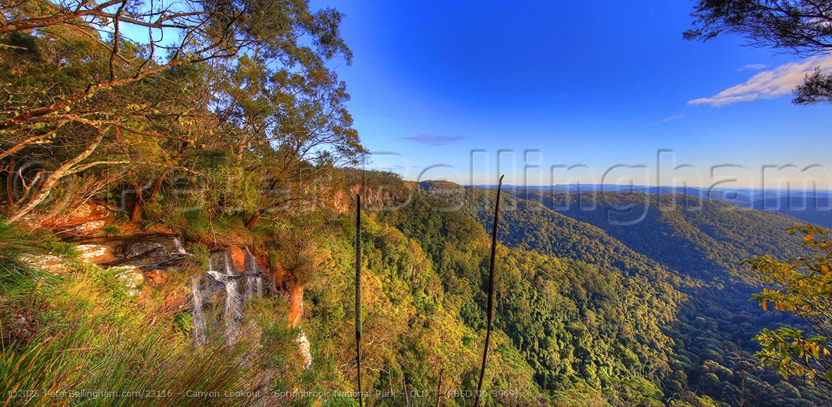 Peter Bellingham Photography Canyon Lookout - Springbrook National Park - QLD T (PB5D 00 3969)